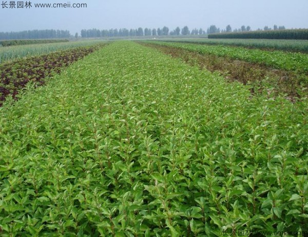 紅瑞木種子發(fā)芽出苗圖片