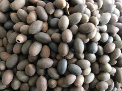 荷花播種后幾天發(fā)芽  多久可以開(kāi)花  花期有多長(zhǎng)