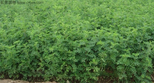 黃芪種子發芽出苗圖片