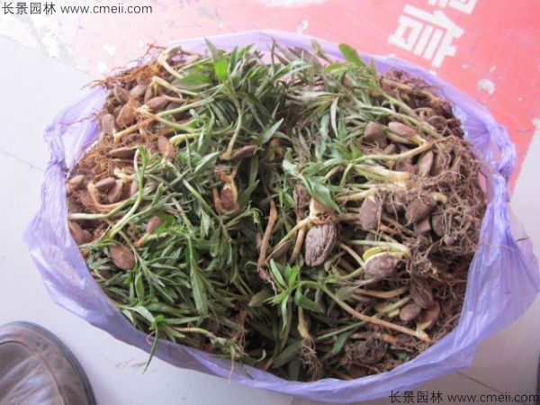 桃樹種子發芽出苗圖片