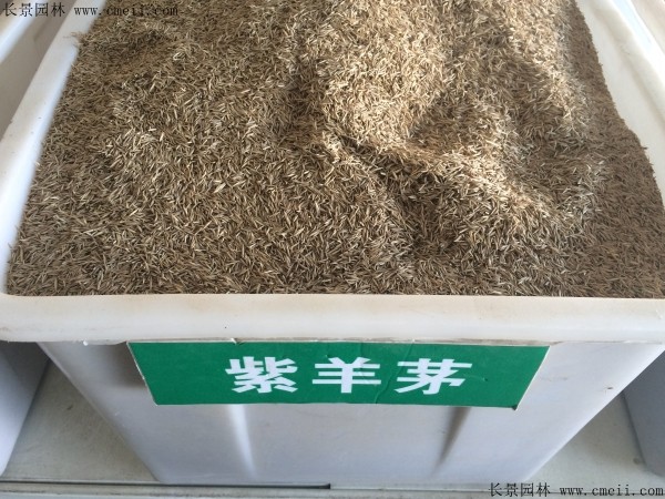 紫羊茅種子圖片 紫羊茅種子圖片