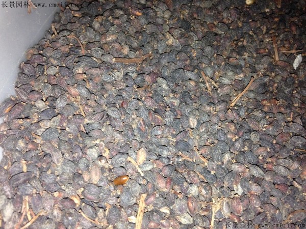 法國(guó)冬青種子圖片