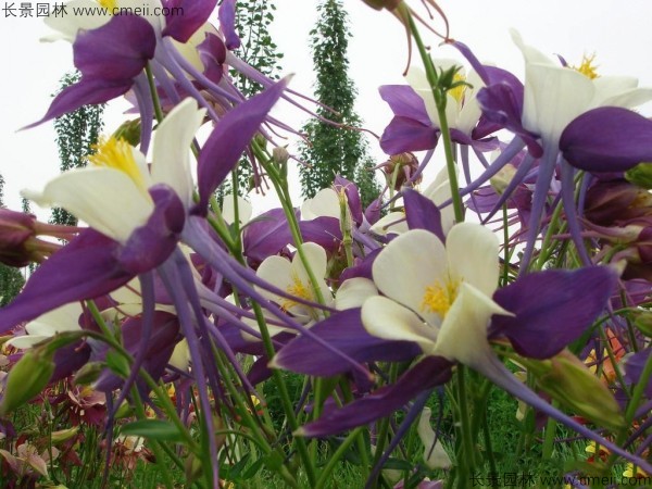 大花耬斗菜 大花耬斗菜