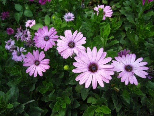 南非萬壽菊 南非萬壽菊