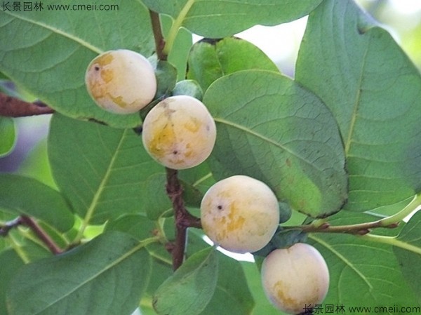 君遷子種子發芽出苗圖片