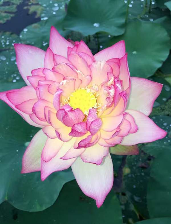 荷花種植基地實(shí)拍優(yōu)質(zhì)品種類 荷花種植基地實(shí)拍優(yōu)質(zhì)品種類