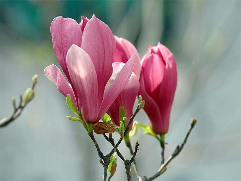 紫玉蘭花期是什么時候? 紫玉蘭花期是什么時候?