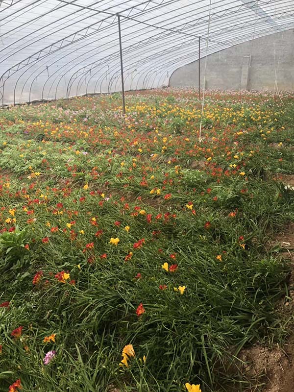 花卉植物香雪蘭