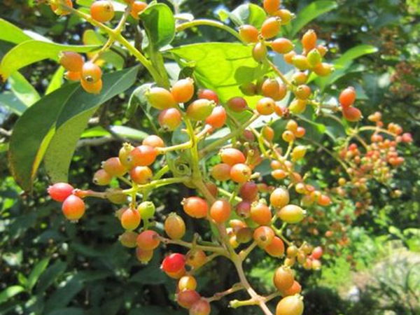 水翁種子 水翁種子