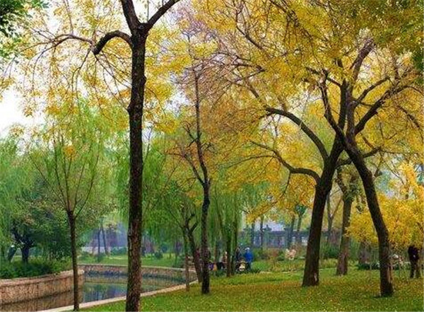 黃連木種植時間幾月份好 黃連木種植方式和技術(shù)要點(diǎn)