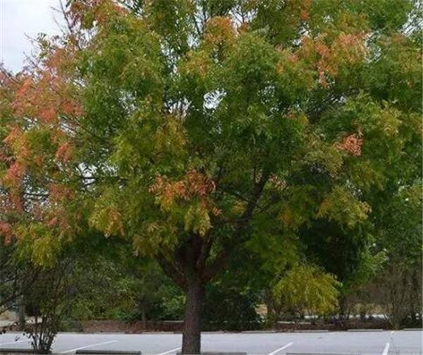 黃連木種植時間幾月份好 黃連木種植方式和技術(shù)要點(diǎn)