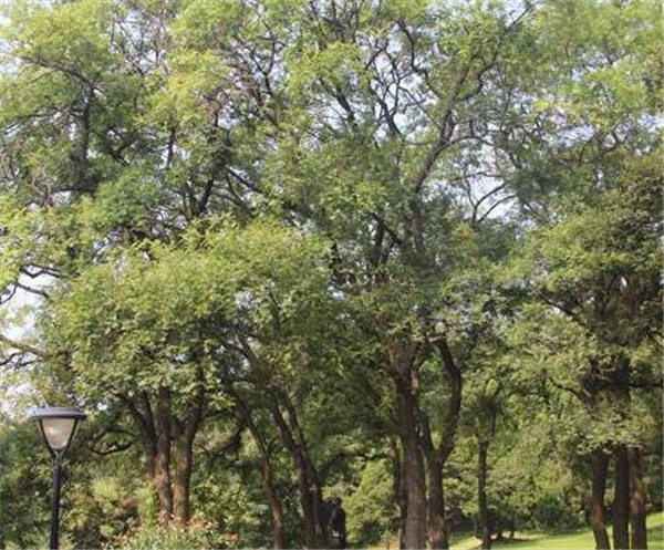 黃連木種植時間幾月份好 黃連木種植方式和技術(shù)要點(diǎn)