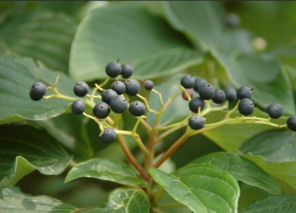 1649042277392668.jpg 燈臺樹4.jpg