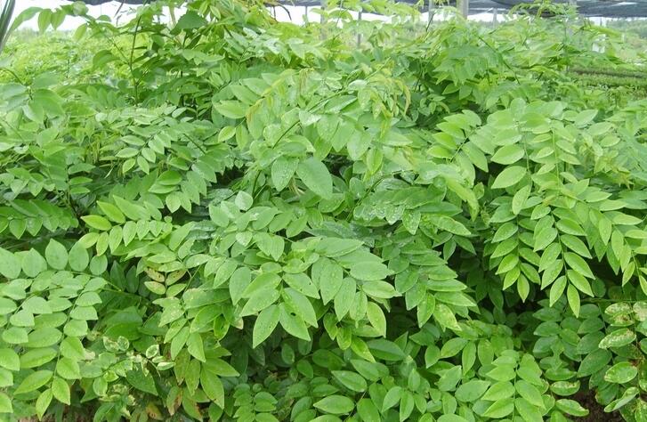 1649042694779840.jpg 1649042694779840.jpg