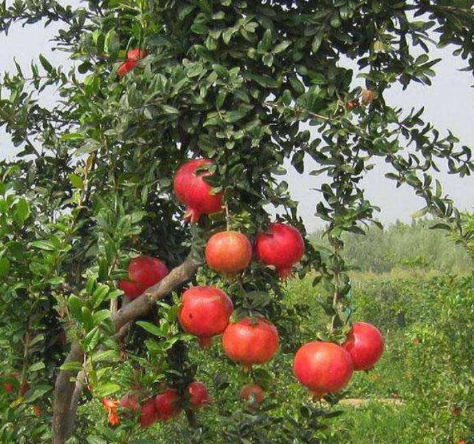 1649043586125735.jpg 1649043586125735.jpg