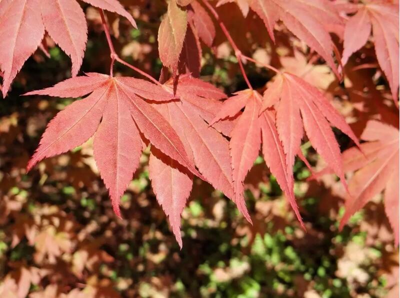 1649043934325616.jpg 1649043934325616.jpg