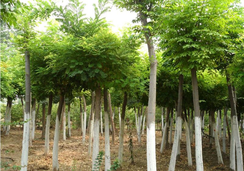 1649046278967026.jpg 1649046278967026.jpg