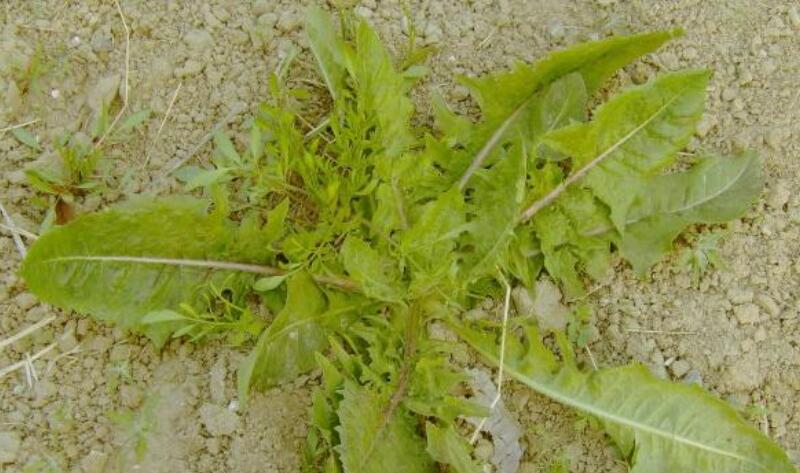 1651544330568042.jpg 1651544330568042.jpg