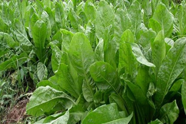 1651545703217954.jpg 1651545703217954.jpg