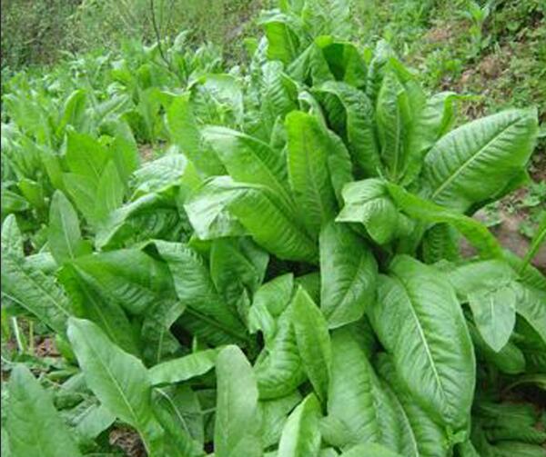 1651545782650637.jpg 1651545782650637.jpg