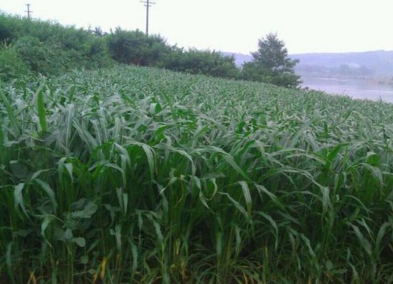 1653144781786842.jpg 1653144781786842.jpg