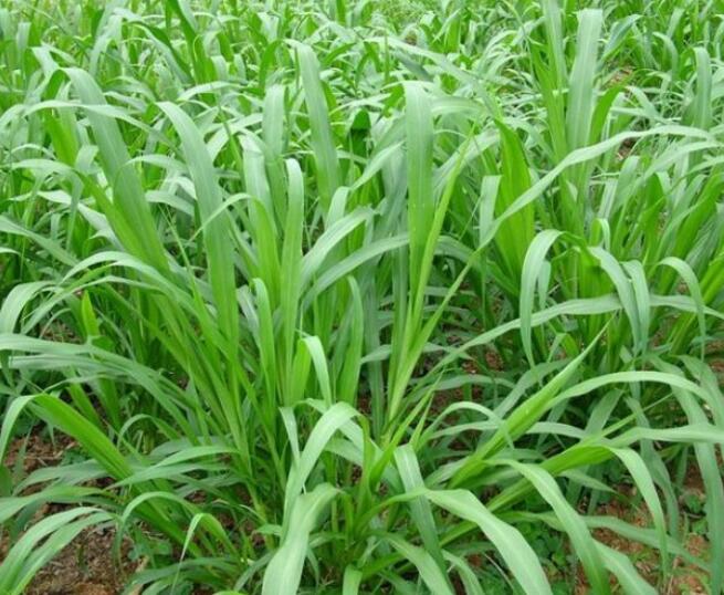 1653145119779232.jpg 1653145119779232.jpg