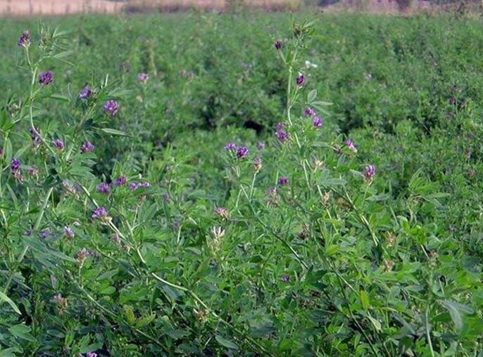 1653798938178695.jpg 1653798938178695.jpg