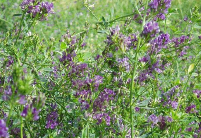 1653799401293238.jpg 1653799401293238.jpg