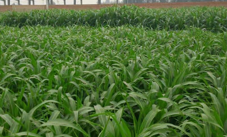 1653799816968073.jpg 1653799816968073.jpg