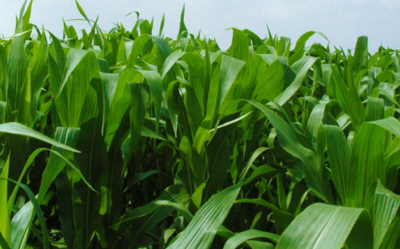 1653800567804402.jpg 1653800567804402.jpg