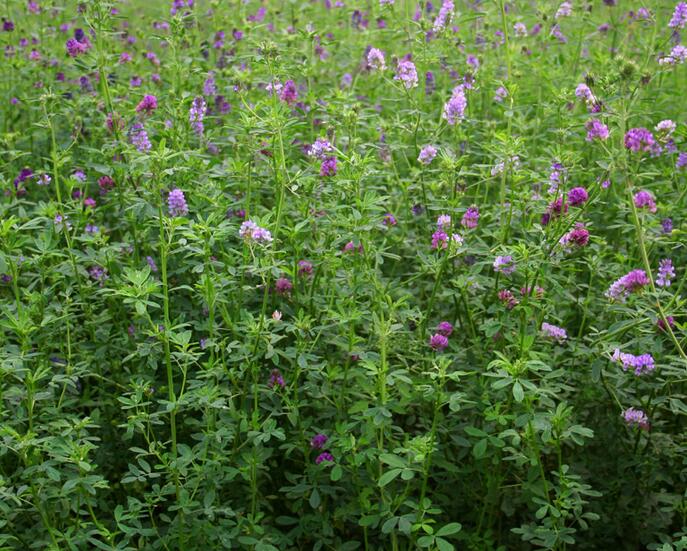 1653800726476007.jpg 1653800726476007.jpg