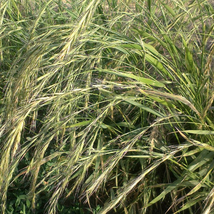 1654495232117657.jpg 1654495232117657.jpg