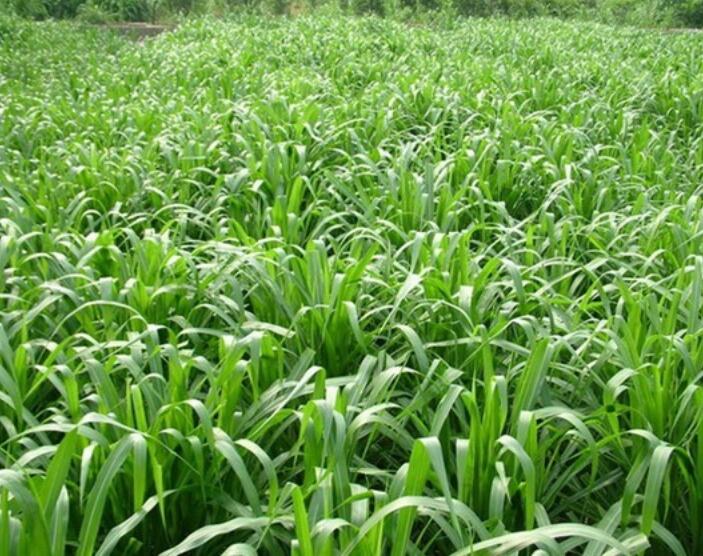 1654496102369822.jpg 1654496102369822.jpg