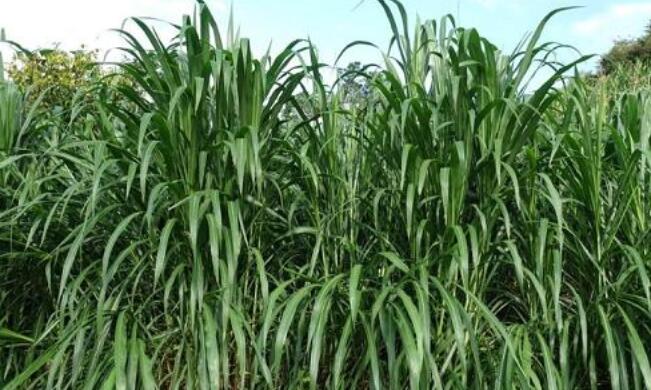 1654496172487947.jpg 1654496172487947.jpg