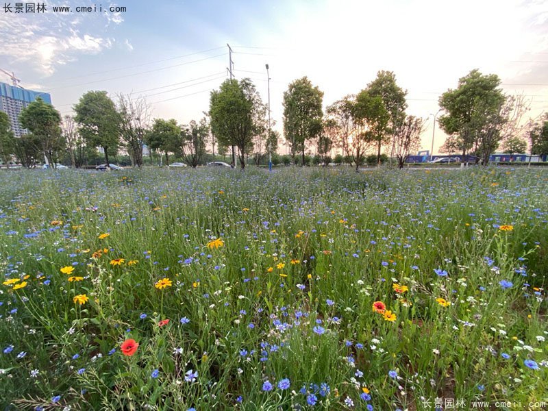 草本植物開花野花組合圖片 草本植物開花野花組合圖片