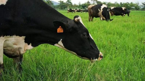 養(yǎng)牛喂牛的牧草牛吃的草 養(yǎng)牛喂牛的牧草牛吃的草