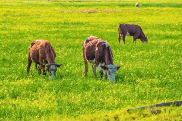 養(yǎng)牛喂牛的牧草牛吃的草 養(yǎng)牛喂牛的牧草牛吃的草