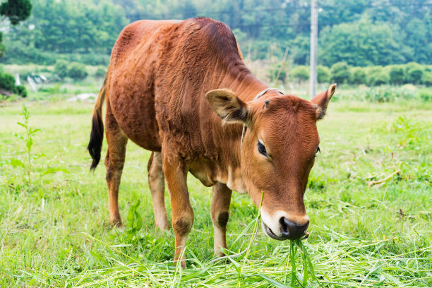 養(yǎng)牛常用的牧草品種 養(yǎng)牛常用的牧草品種