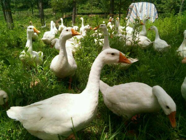 養鵝牧草鵝吃的青草 養鵝牧草鵝吃的青草