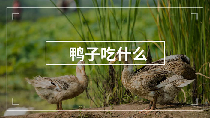 鴨子吃的牧草品種養鴨子吃什么 鴨子吃的牧草品種養鴨子吃什么