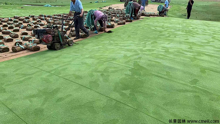 天鵝絨草坪 天鵝絨草坪