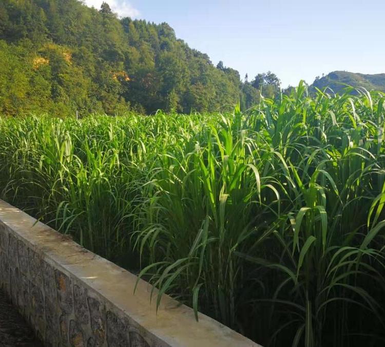 1712105410509712.jpg 145031A42-6.jpg