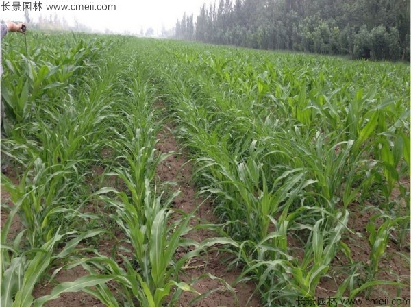 1712196358193326.jpg 1-1F503112TV61.jpg