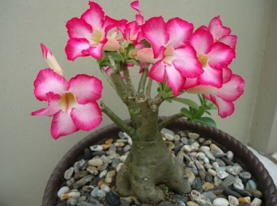 超好養(yǎng)活的沙漠玫瑰 超好養(yǎng)活的沙漠玫瑰