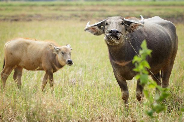 養(yǎng)牛喂牛的牧草牛吃的草 養(yǎng)牛喂牛的牧草牛吃的草