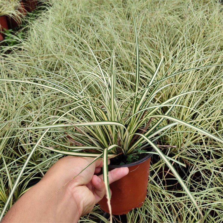 金葉苔草 來自長景園林 金葉苔草 來自長景園林